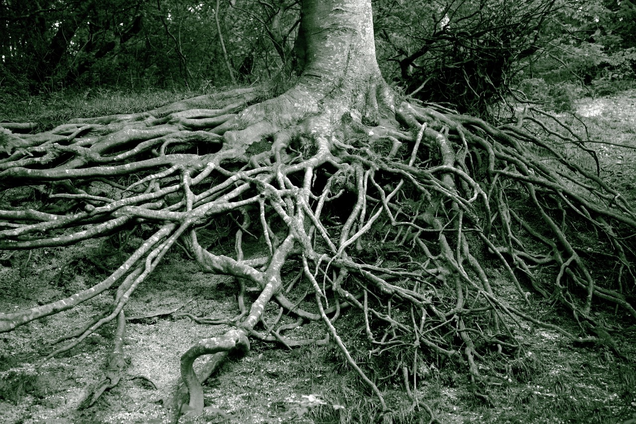 Wortels van een boom